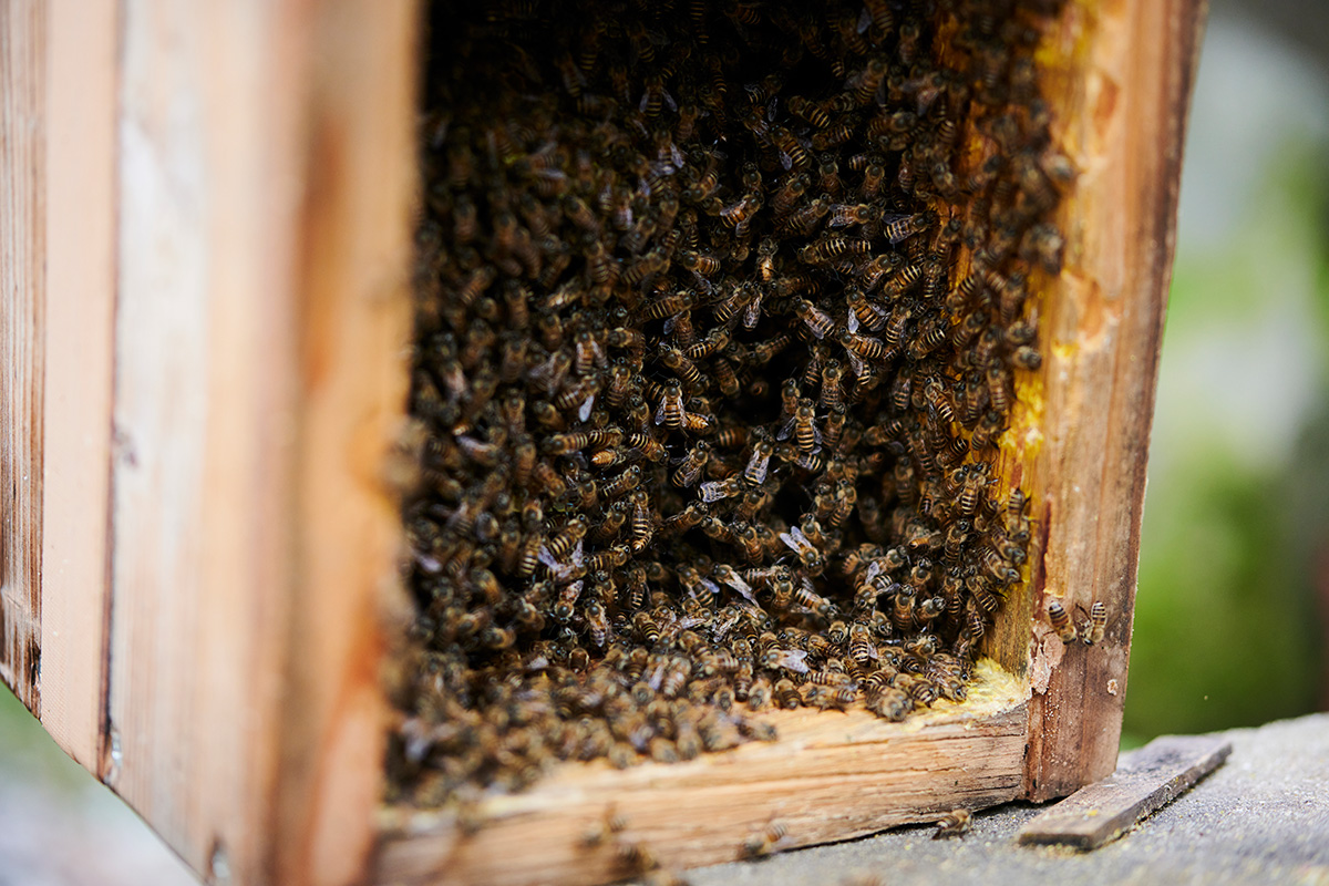 Coyote No.72 星野道夫 最後の狩猟「獣害から獣財へ 森の島で生きていく」-対馬伝統の養蜂法である蜂洞という巣箱で育てるニホンミツバチ。