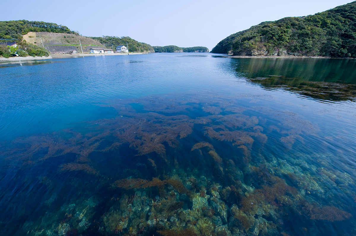 従来の対馬は海底にも森が広がっていた。